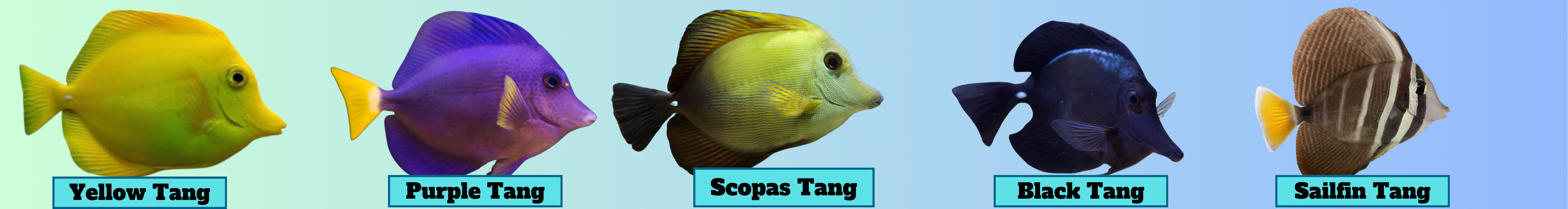 Image of Zebrasoma Tangs